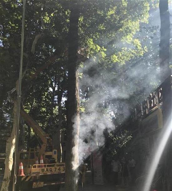 武汉杨树热得冒烟