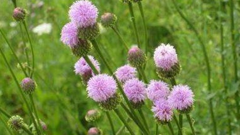 农村田地里常见杂草，嫩苗是野菜，根茎可入药，杀菌止血还抗癌！